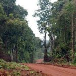 Bán đất rừng Bình Phước: cẩn thận với các giao dịch trái phép
