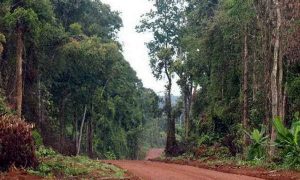 Bán đất rừng Bình Phước: cẩn thận với các giao dịch trái phép