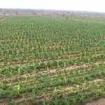 Đất nông nghiệp Bình Phước, có an toàn để đầu tư?