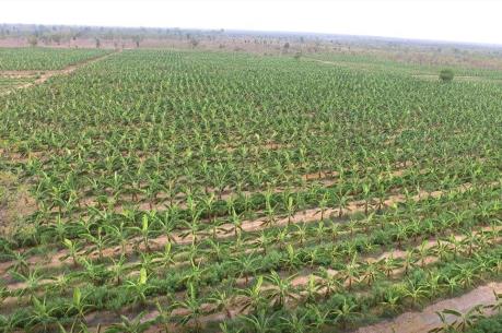 Đất nông nghiệp Bình Phước, có an toàn để đầu tư?