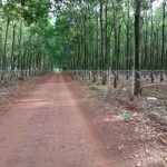 Đất rẫy Bình Phước: Đâu là khu vực đáng xuống tiền?