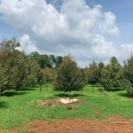 Đất vườn Bình Phước: Kinh nghiệm tìm mua & Thông tin mới nhất