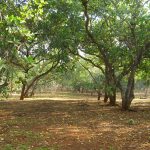 Bán rẫy điều Bình Phước thu hút sự quan tâm lớn