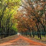 Đất cao su Bình Phước: Khảo sát tiềm năng & mặt bằng giá