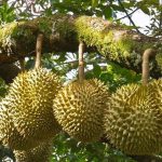 Vì sao bán vườn sầu riêng Bình Phước được quan tâm?