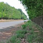 Bán đất cao su huyện Chơn Thành (Mới nhất 2022)