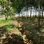 Bán đất rẫy, đất sào Đồng Xoài: Nên chọn mua hay không?