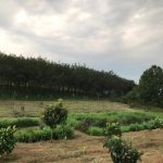 Cập nhật giá đất nông nghiệp Bình Phước mới nhất