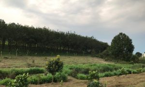 Cập nhật giá đất nông nghiệp Bình Phước mới nhất