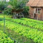 Cập nhật giá lên thổ cư ở Bình Phước & cách tính (Mới nhất)