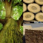 So sánh giường 1m2 gỗ xoan đào và giường 1m2 gỗ sồi